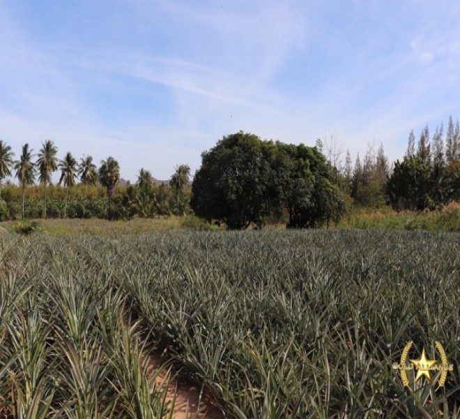 Land in Hua Hin and Thailand for sale, Hua Hin Property Search